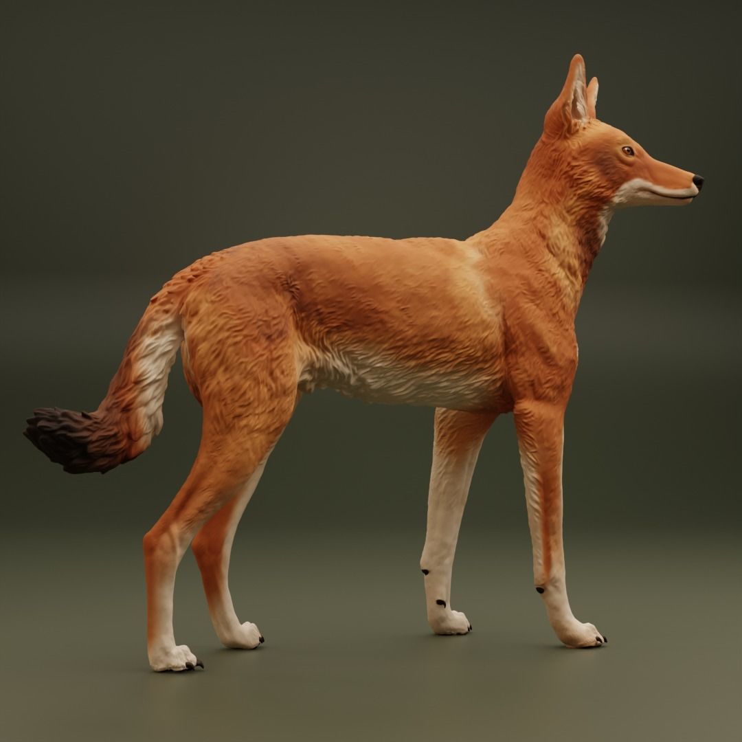 The Ethiopian Wolf 3D print model_2