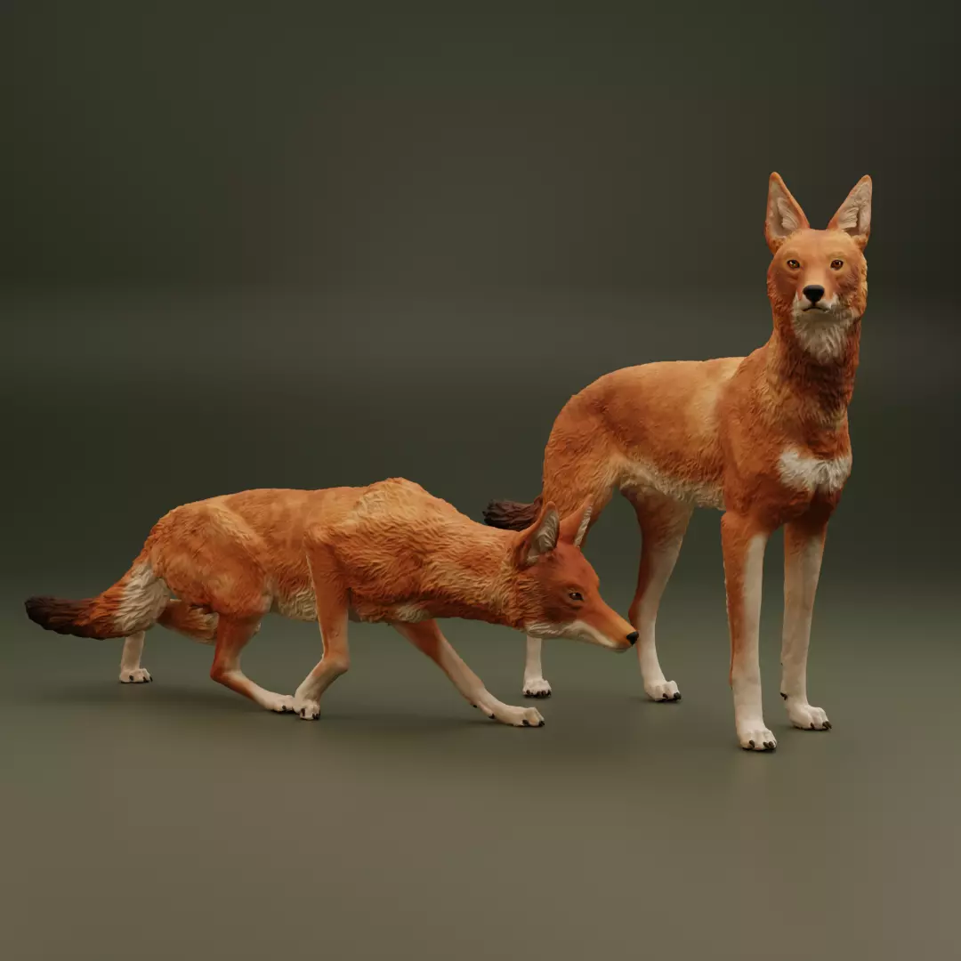 The Ethiopian Wolf 3D print model_0