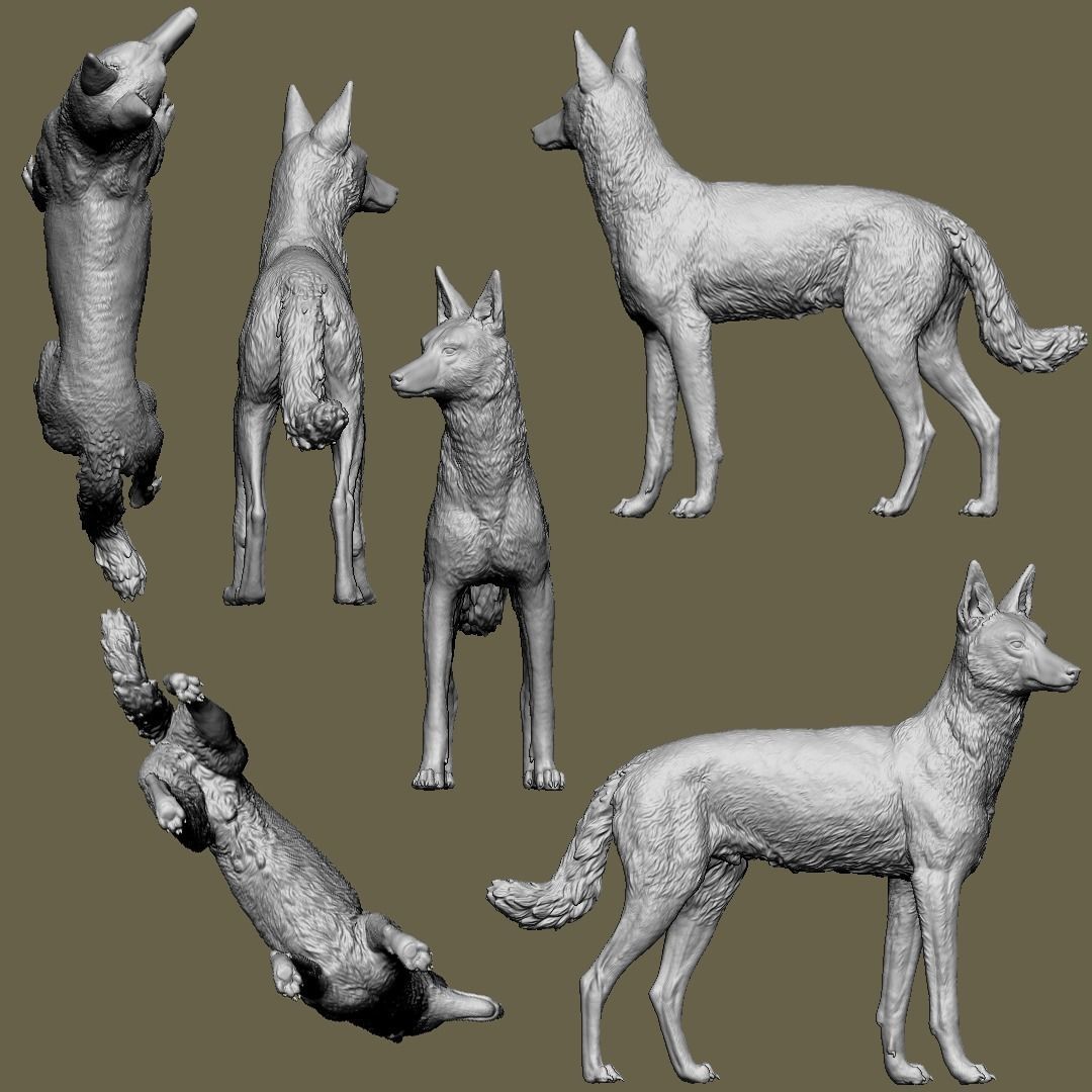 The Ethiopian Wolf 3D print model_6