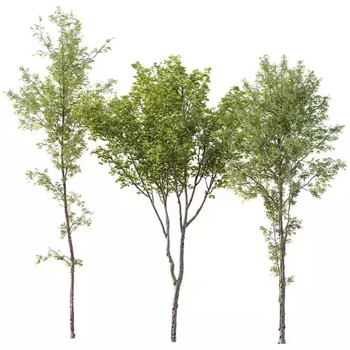 spring trees Alnus Glutinosa and Acer Pseudoplatanus 3D model