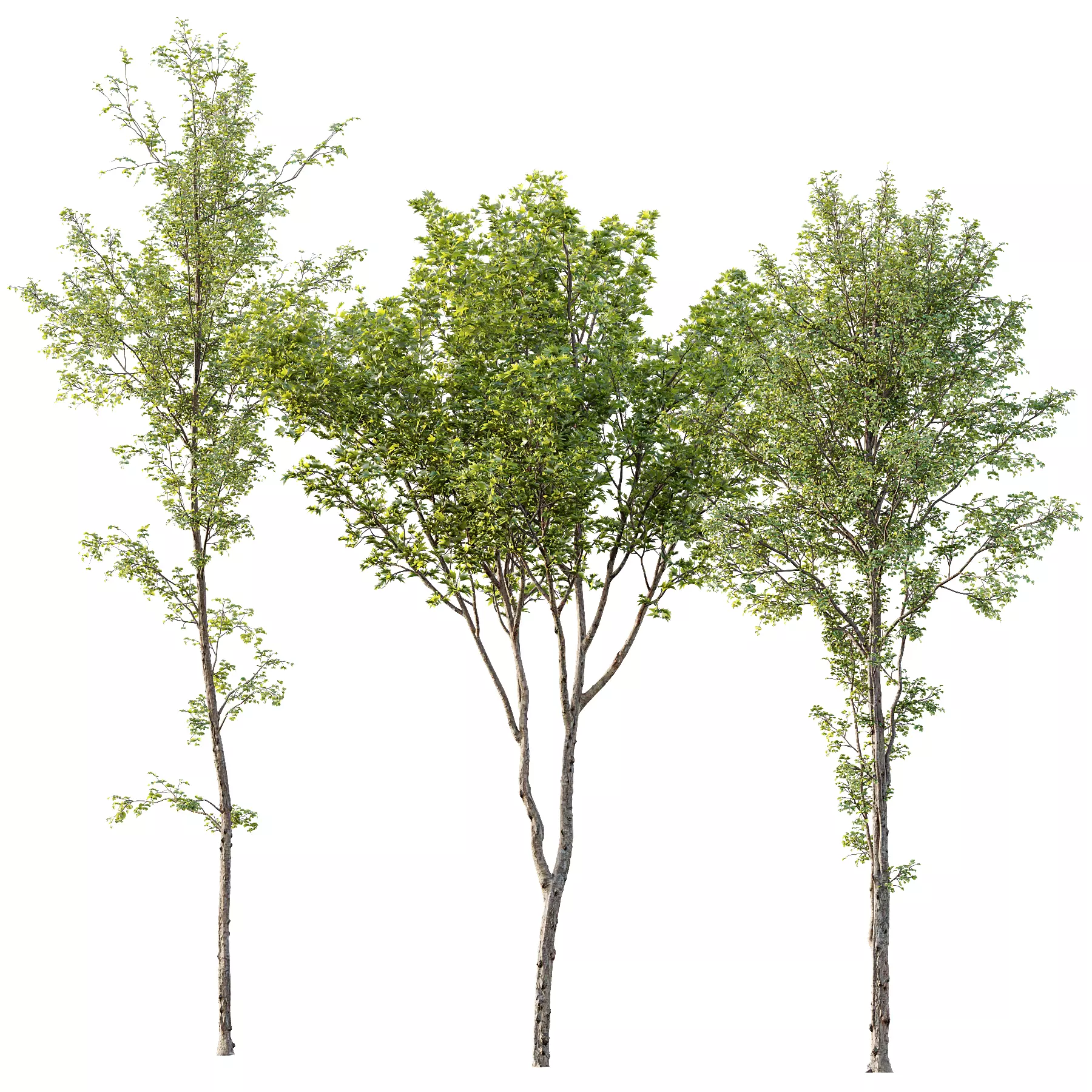 spring trees Alnus Glutinosa and Acer Pseudoplatanus 3D model_0