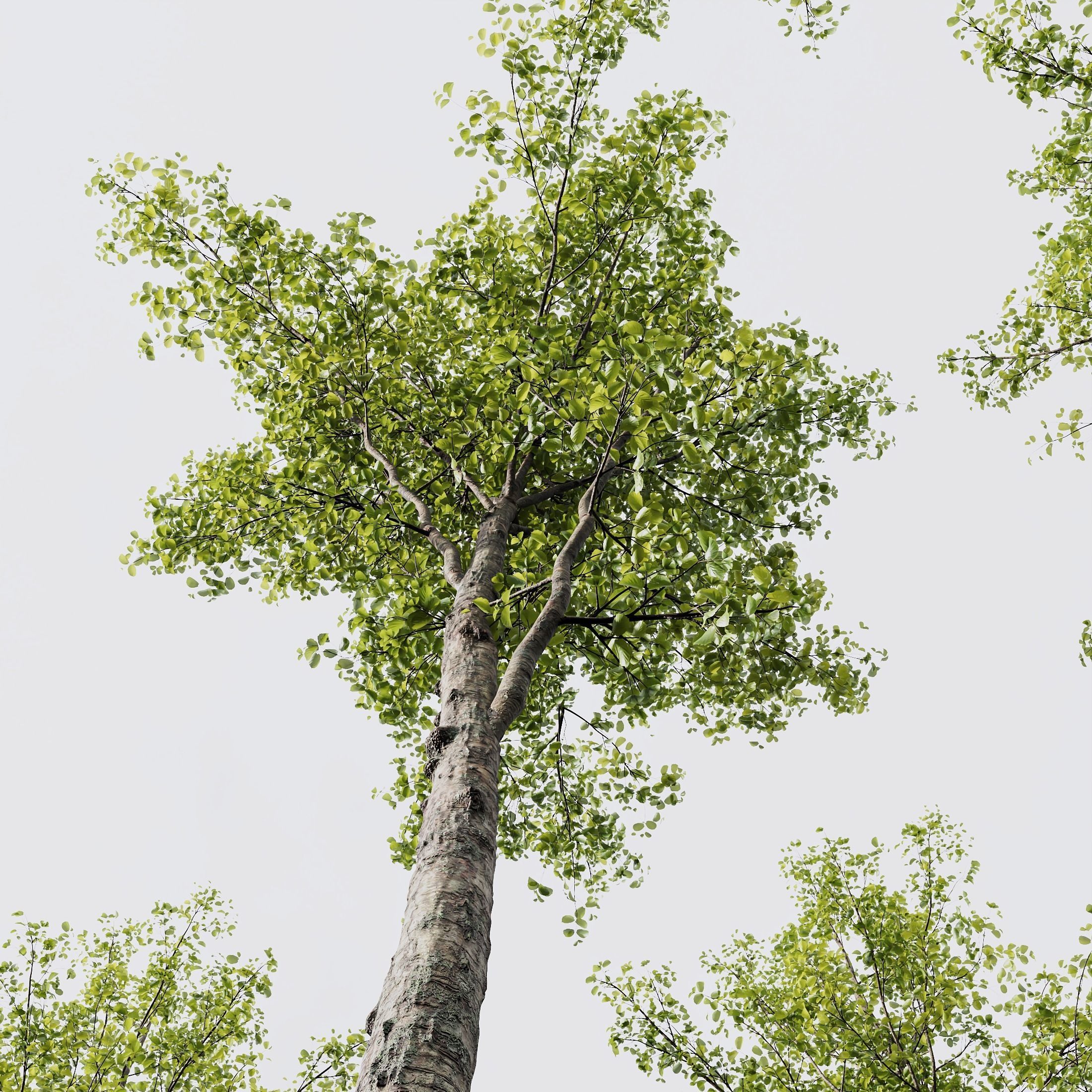 spring trees Alnus Glutinosa and Acer Pseudoplatanus 3D model_1