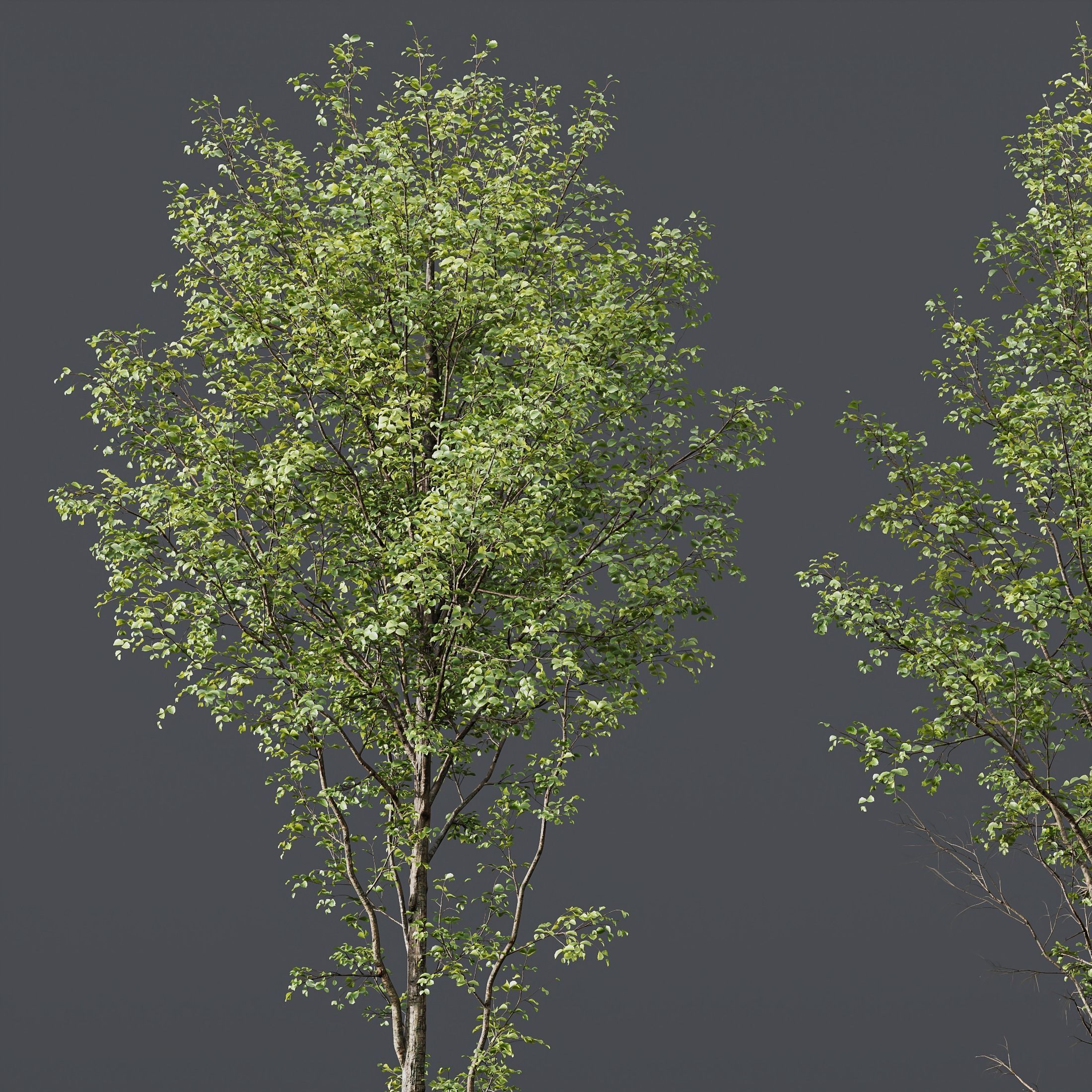 spring trees Alnus Glutinosa and Acer Pseudoplatanus 3D model_2