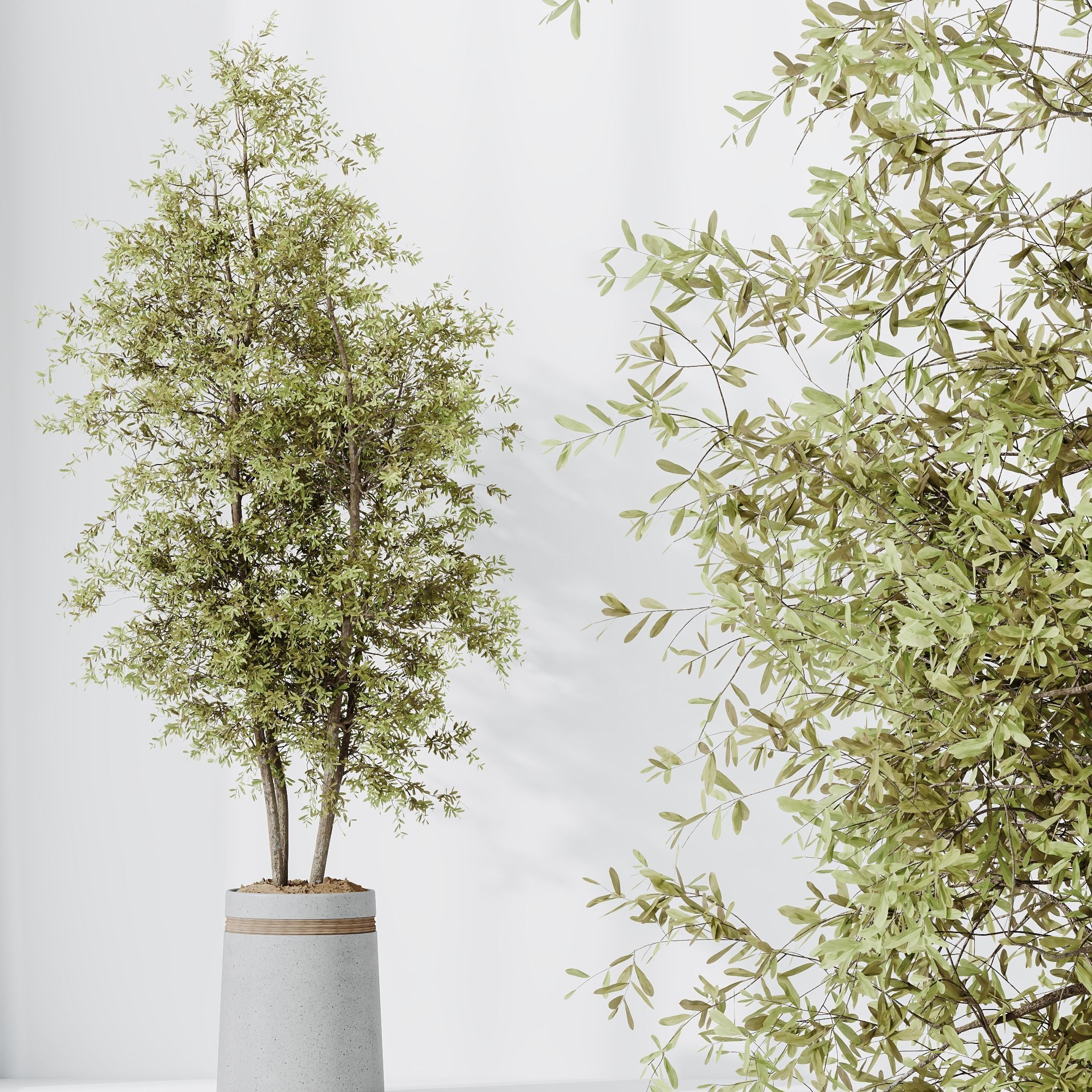 Indoor plant set 62 3D model_2