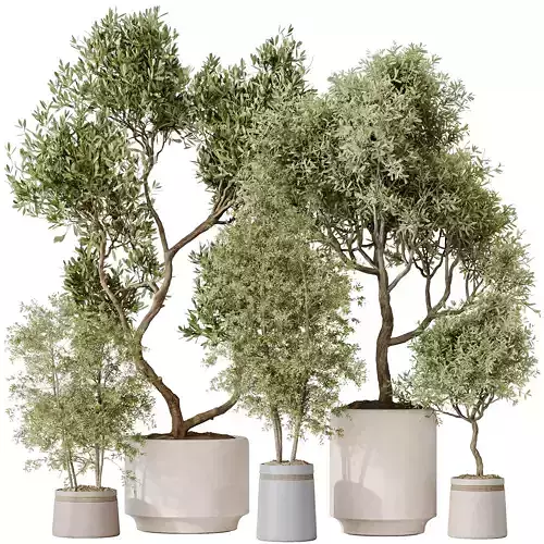 Indoor plant set 62 3D model