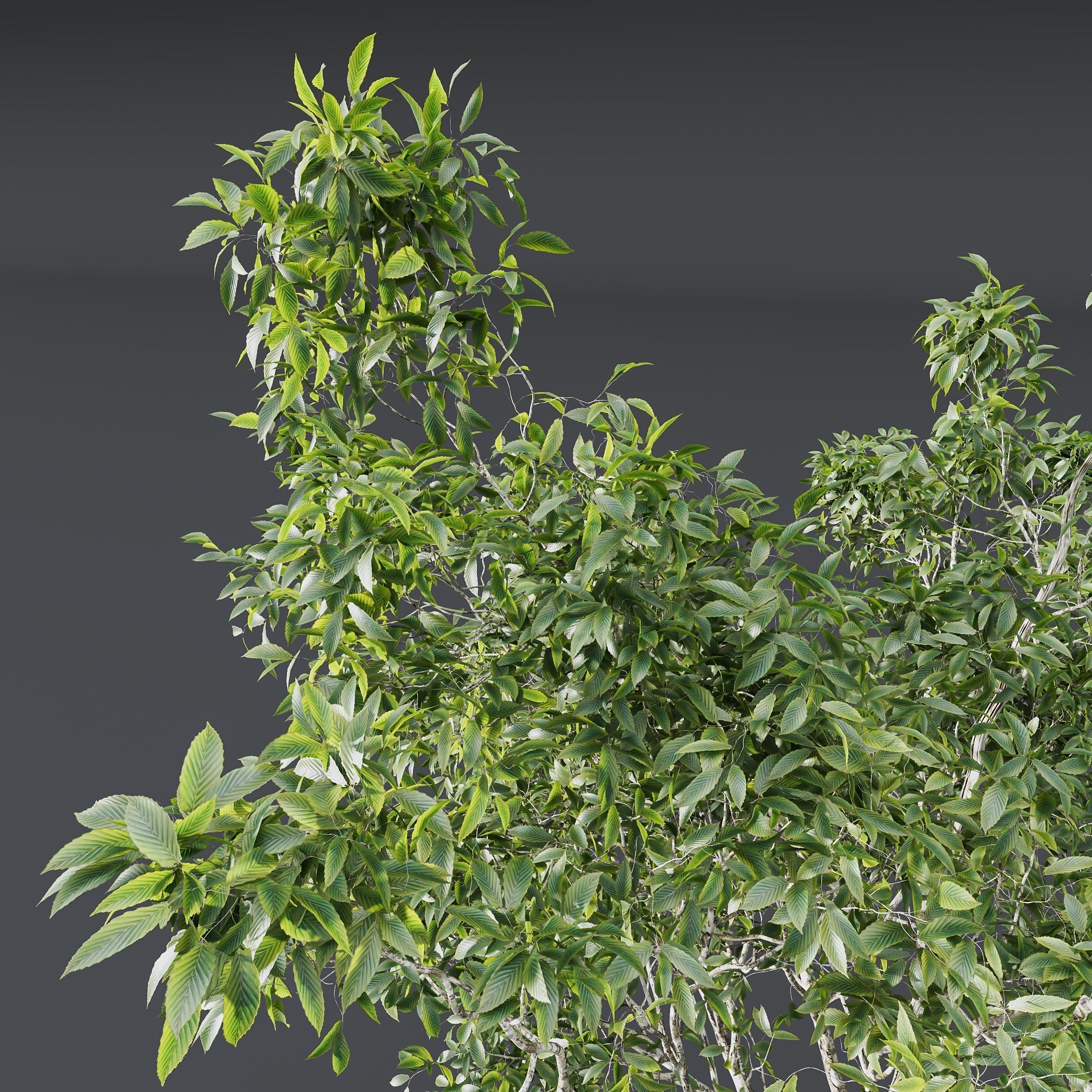 Castanea Sativa03 3D model_2
