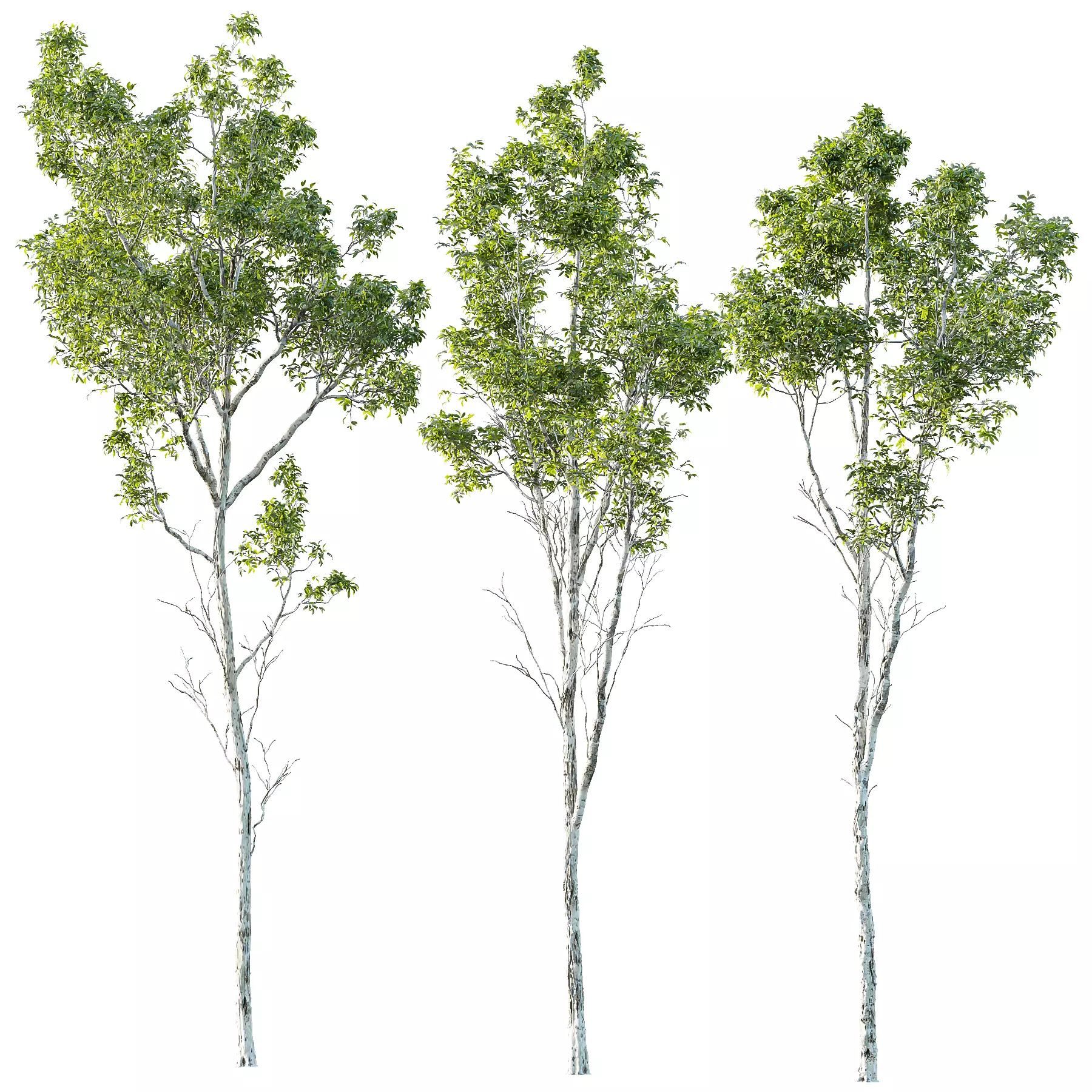 Castanea Sativa03 3D model_0