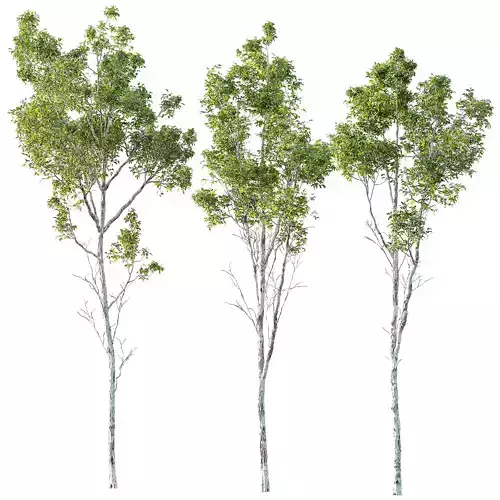Castanea Sativa03 3D model