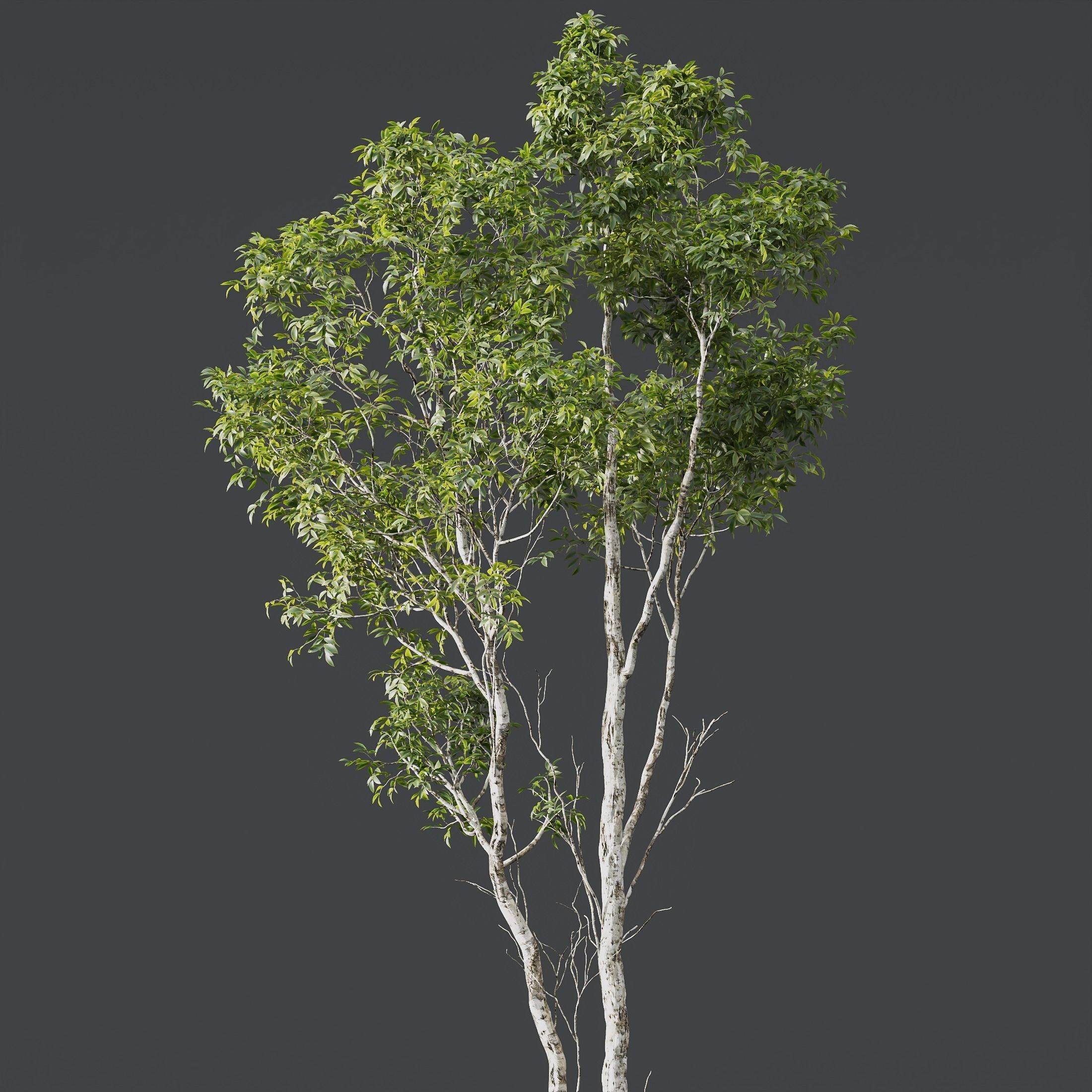 Castanea Sativa03 3D model_3