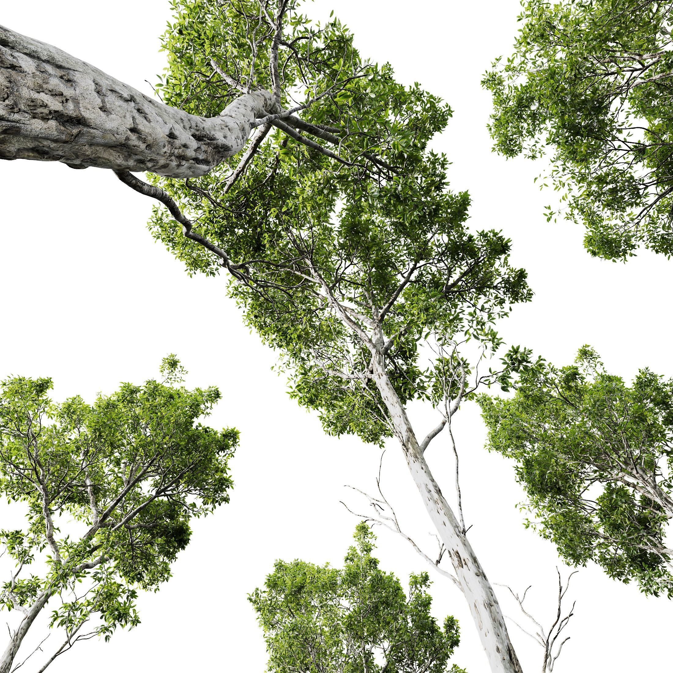 Castanea Sativa03 3D model_5