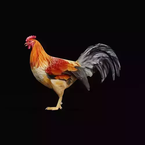 Male Chicken Rooster Low-poly 3D model