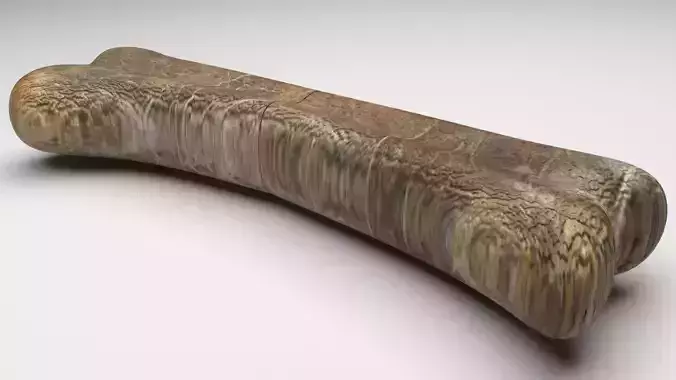 Triceratops Bone 3D model