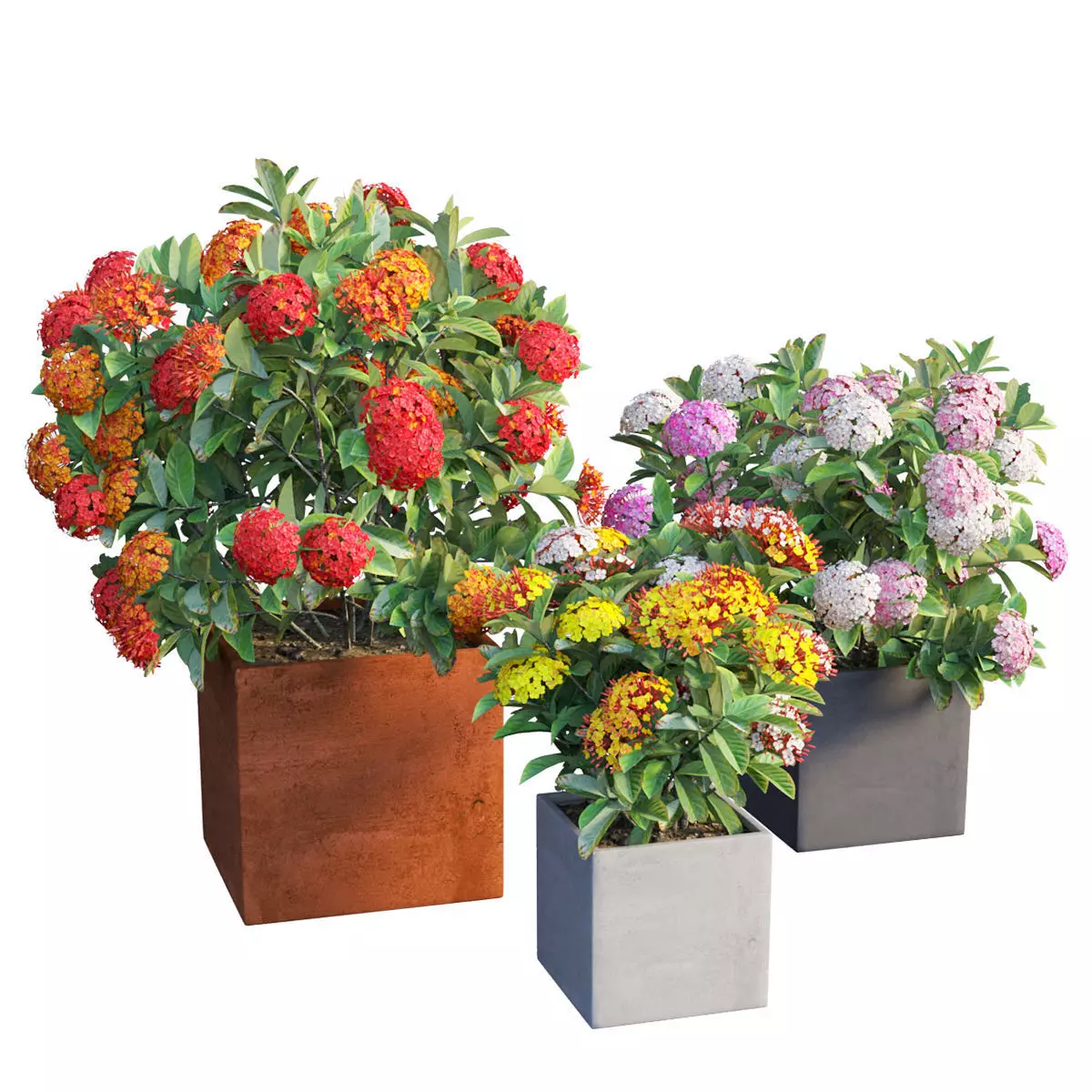 Ixora planter 02 3D model