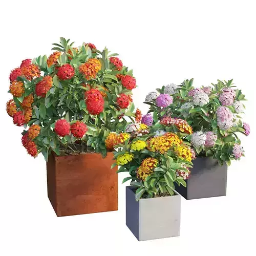 Ixora planter 02 3D model