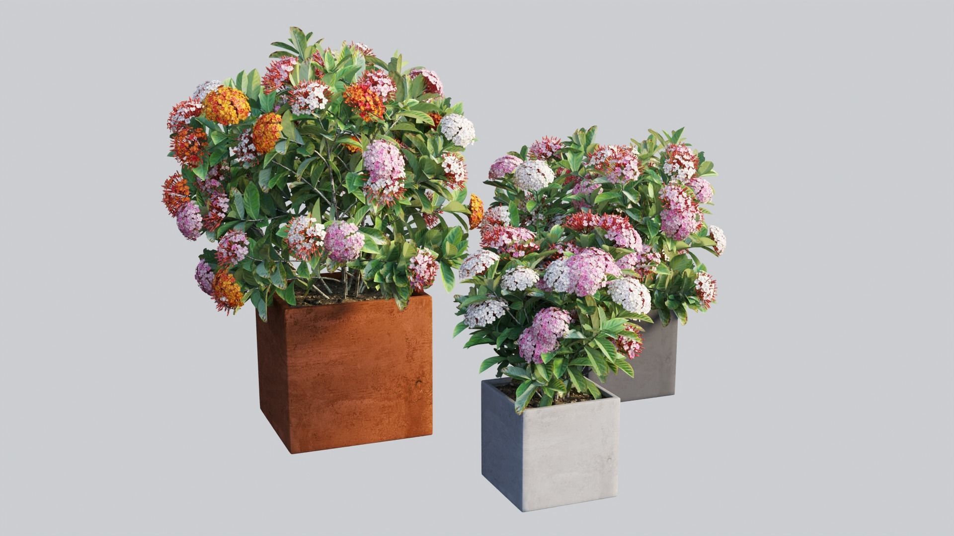 Ixora planter 03 3D model_3