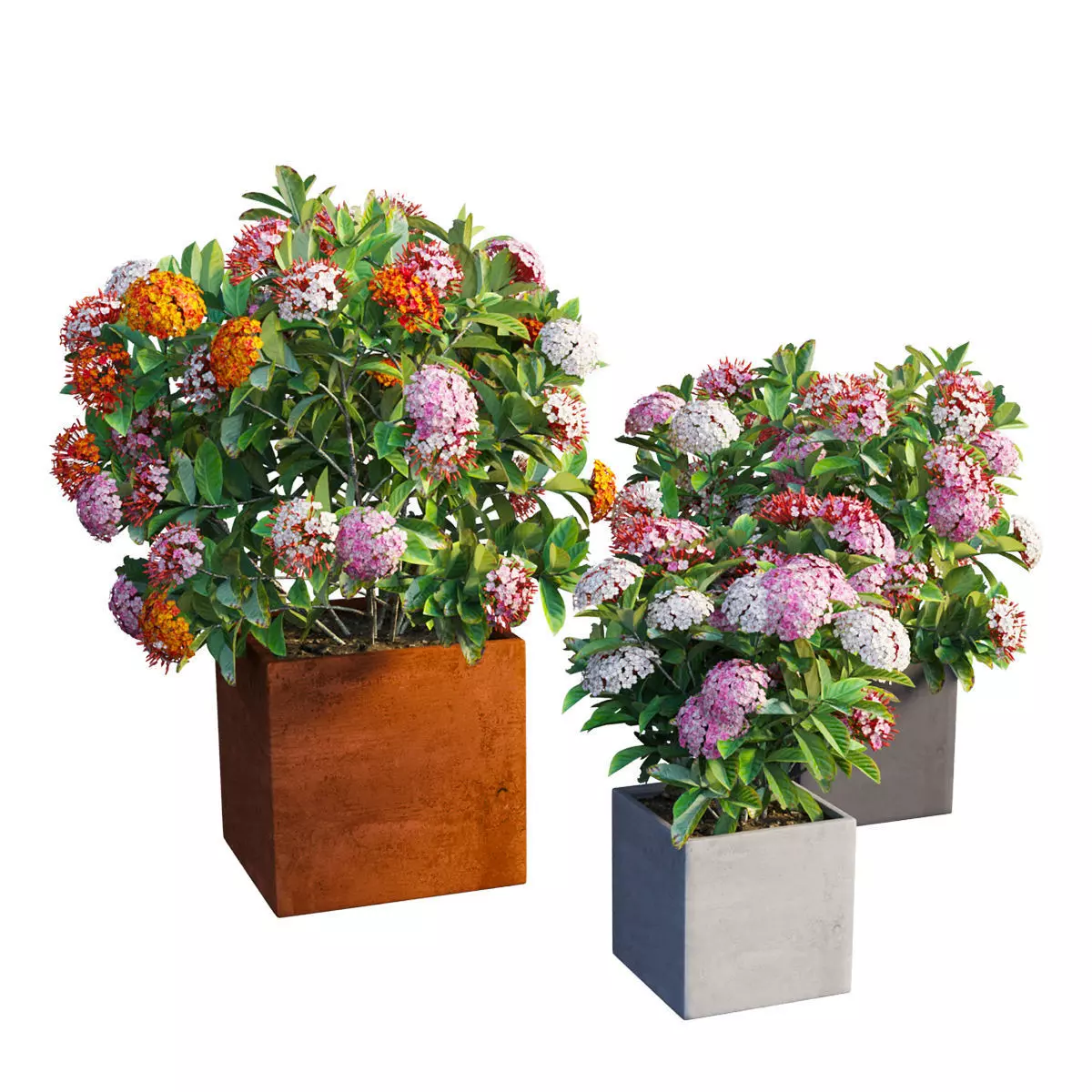 Ixora planter 03 3D model_0