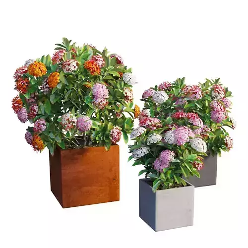 Ixora planter 03 3D model