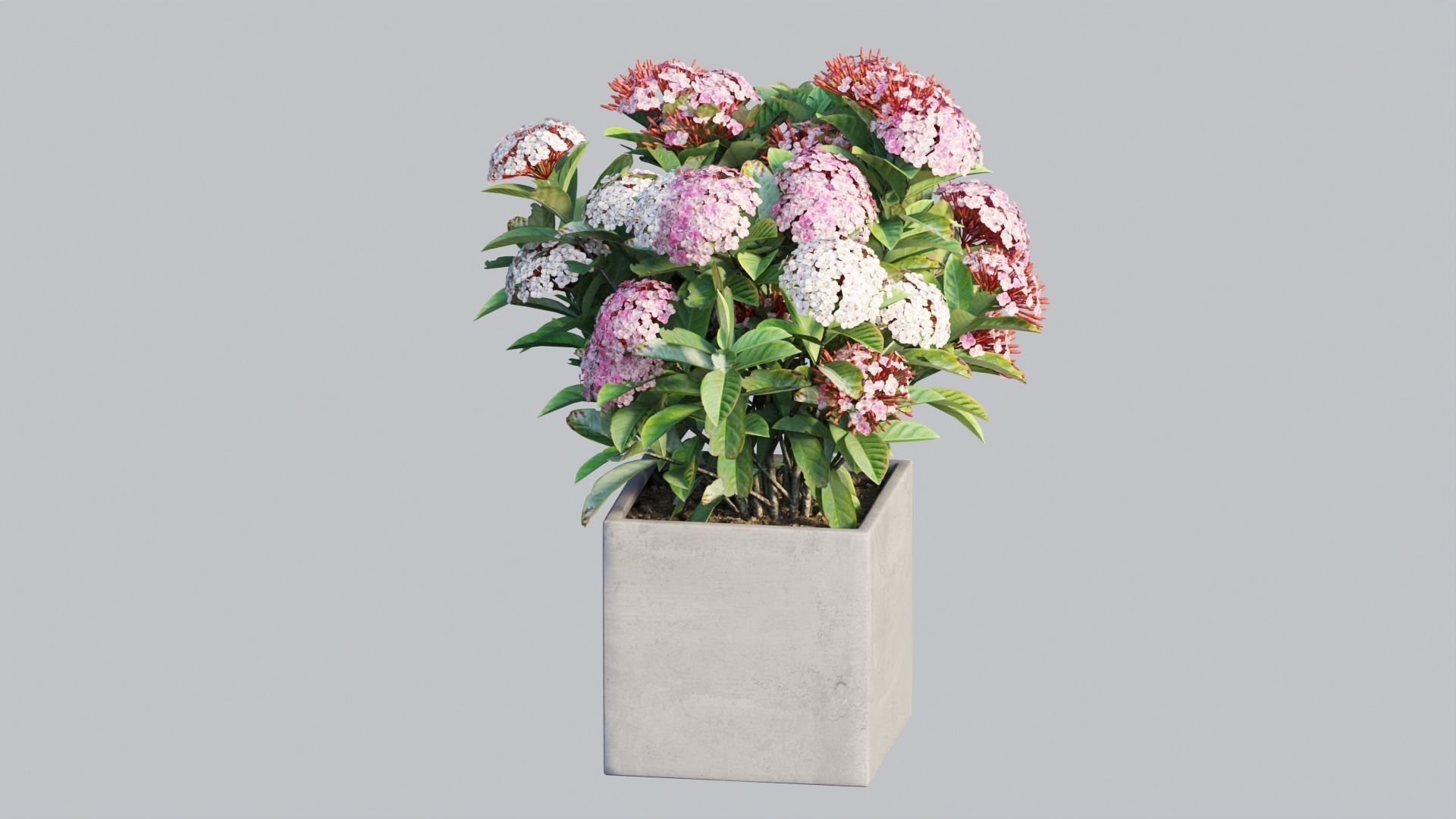 Ixora planter 03 3D model_4