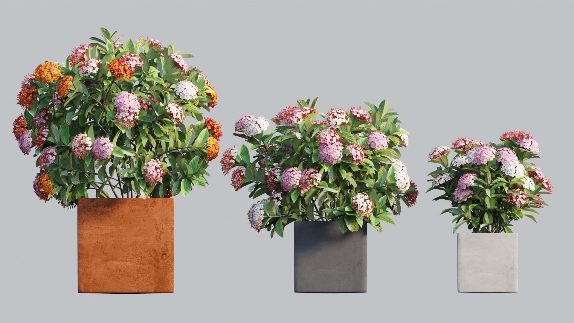 Ixora planter 03 3D model_2