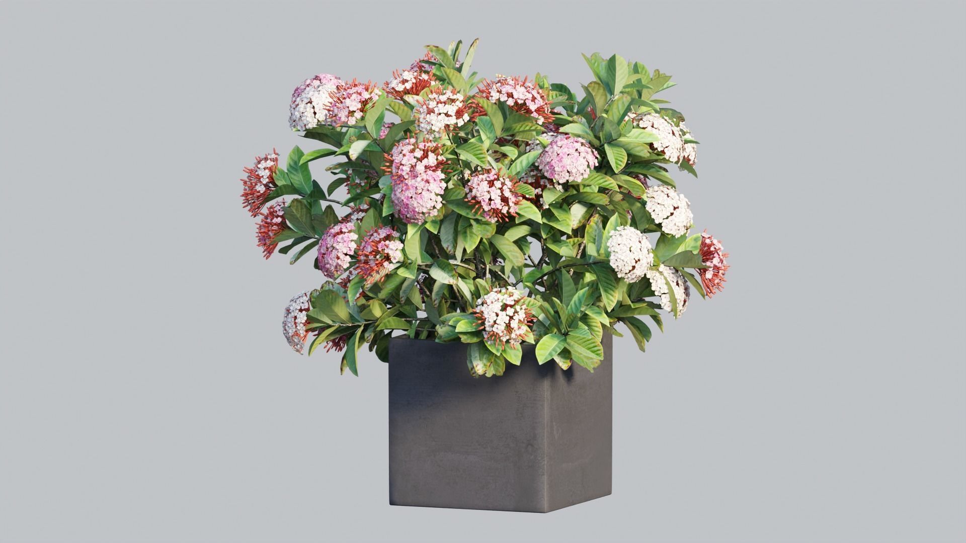 Ixora planter 03 3D model_5
