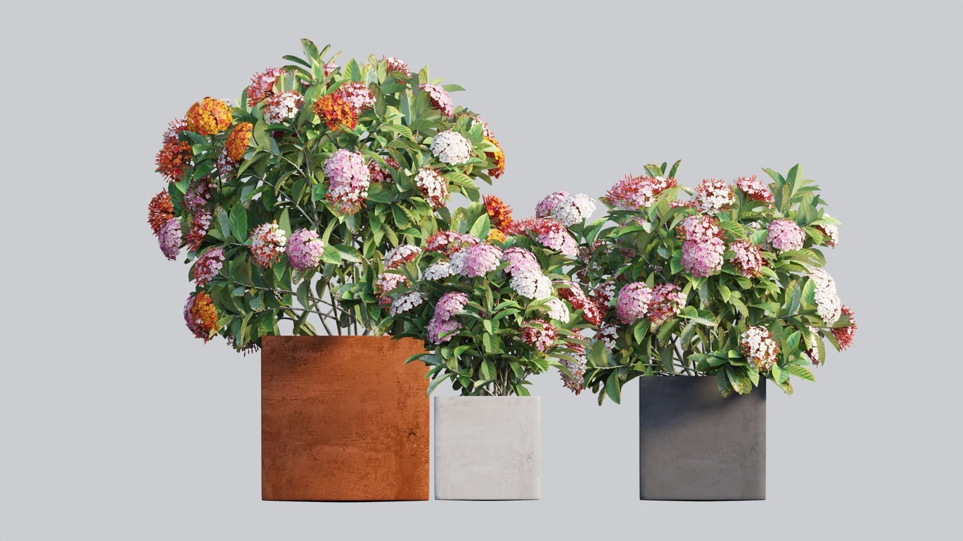 Ixora planter 03 3D model_6