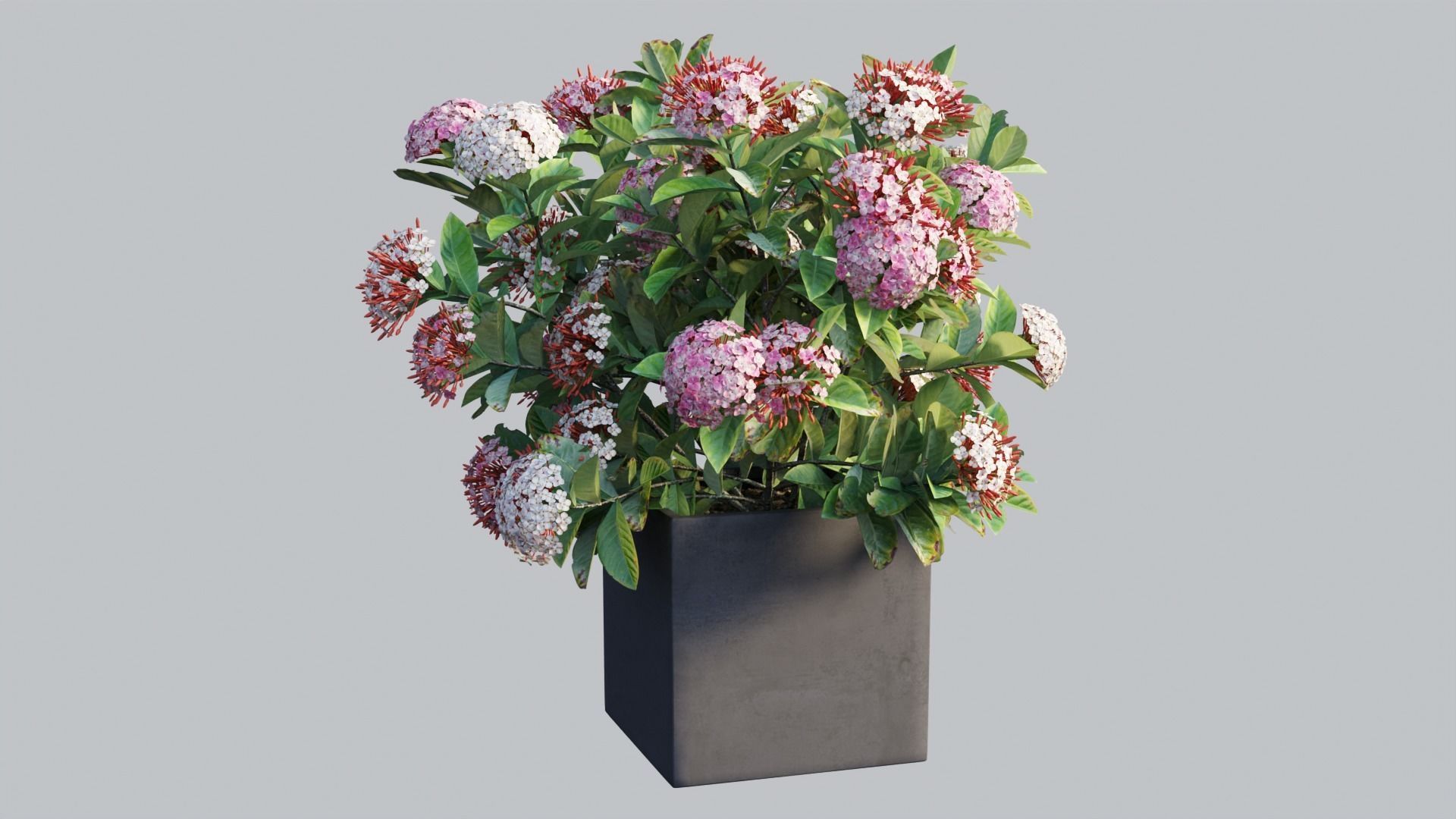 Ixora planter 03 3D model_8