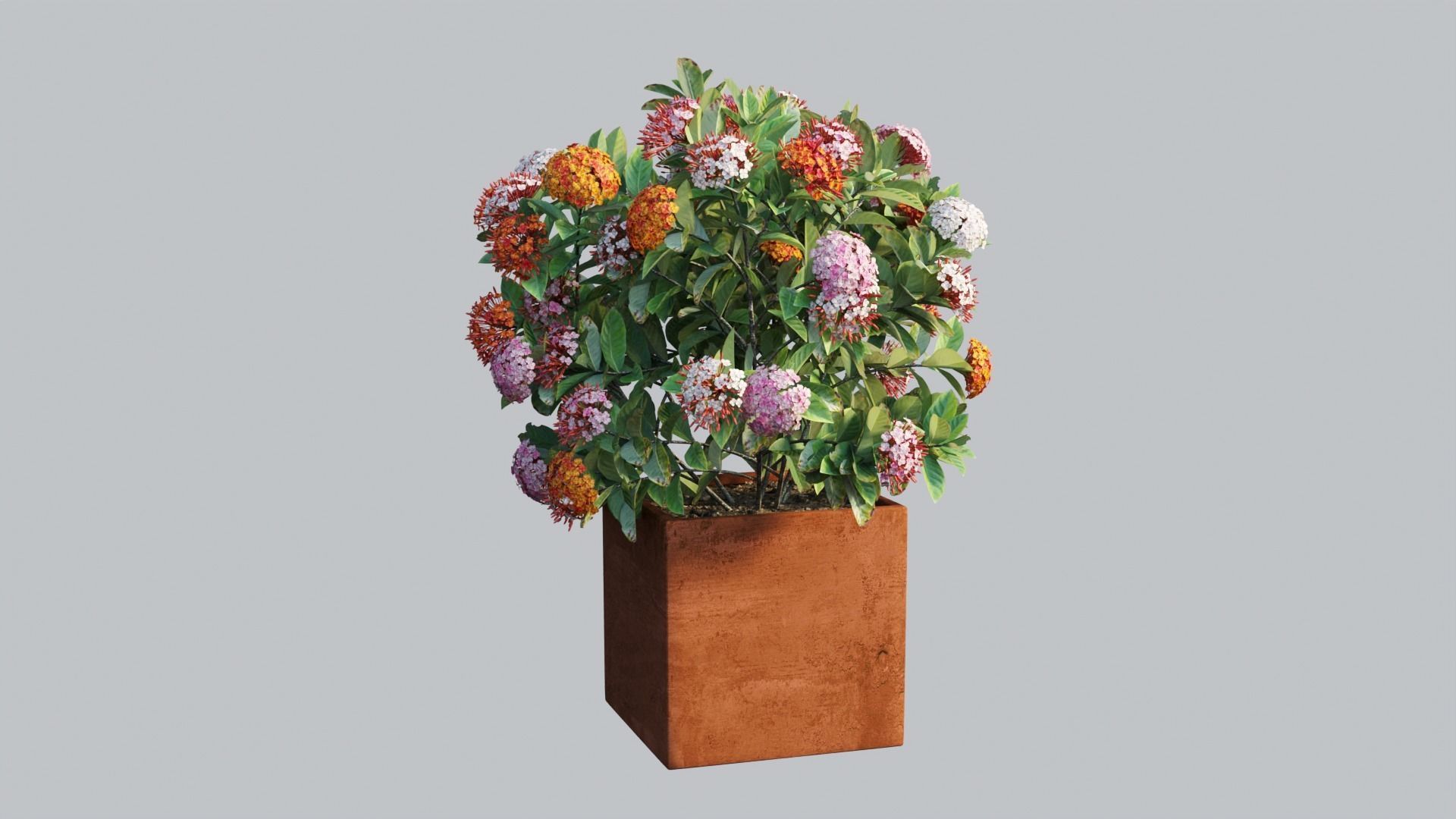 Ixora planter 03 3D model_1