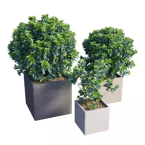 Gardenia planter 01