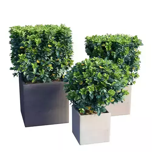 Gardenia planter 02