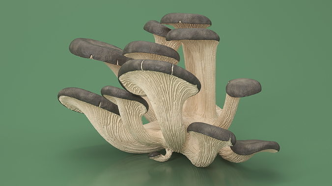 Oyster 3D model 4