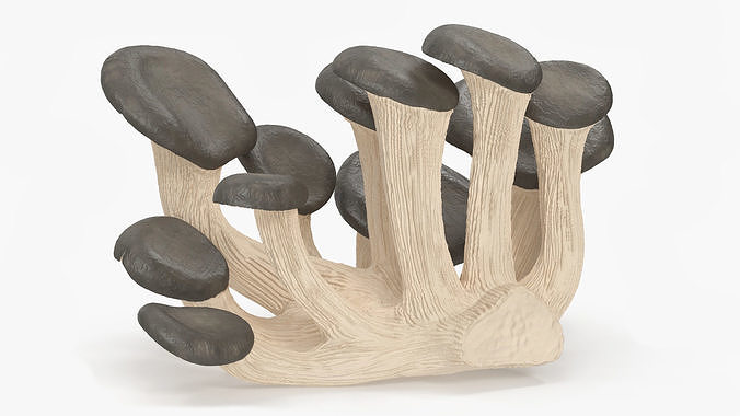 Oyster 3D model 7