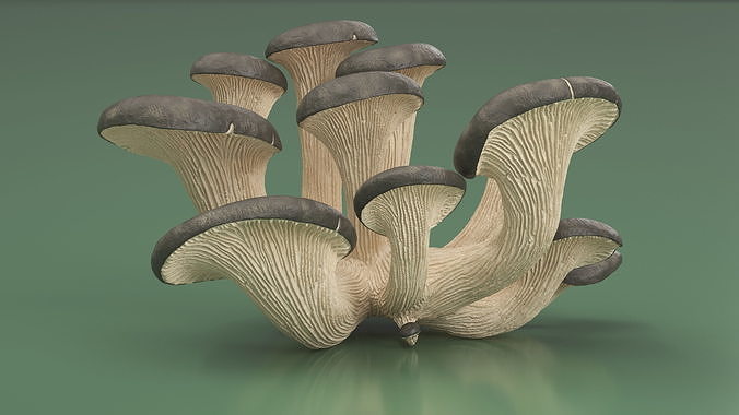 Oyster 3D model 6