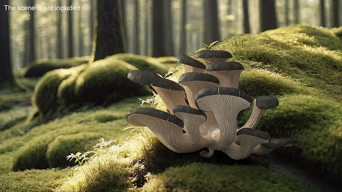 Oyster 3D model 2