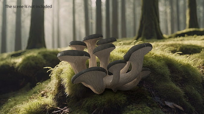 Oyster 3D model 3