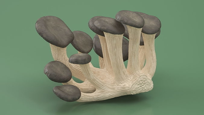 Oyster 3D model 5