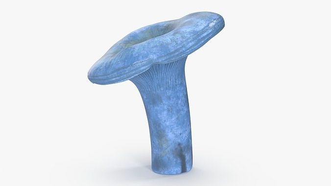 Lactarius Indigo 3D model 6