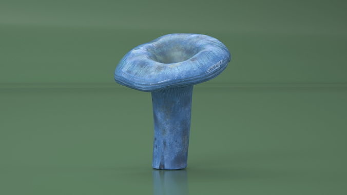 Lactarius Indigo 3D model 4