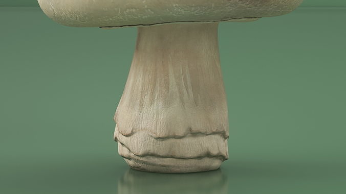 Champignon 3D model 5