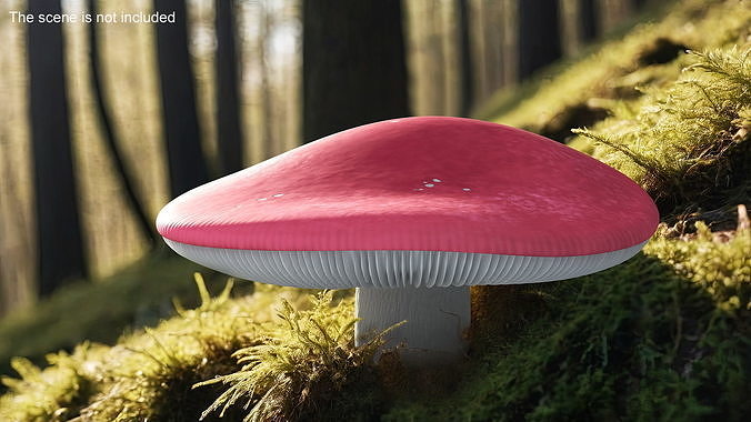 Russula 3D model 2