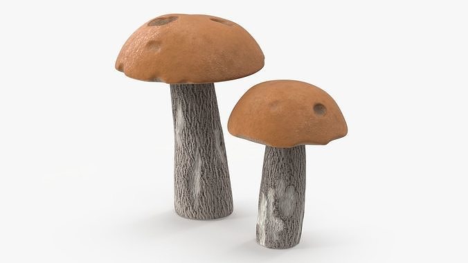 Brown Cap Boletus