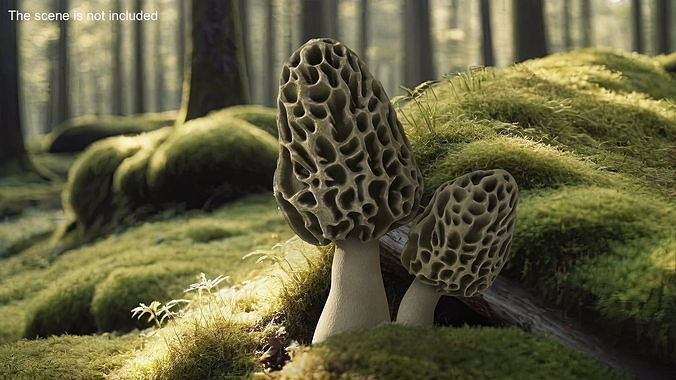 Morel 3D model 3