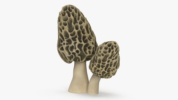 Morel