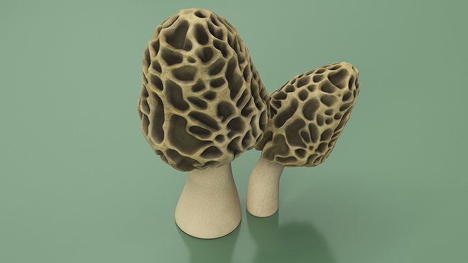 Morel 3D model 5