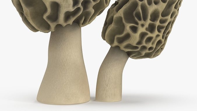 Morel 3D model 7