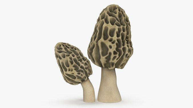 Morel 3D model 6