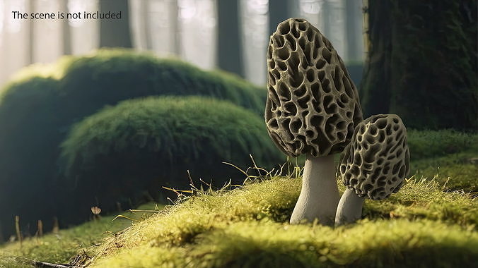 Morel 3D model 2