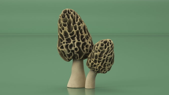 Morel 3D model 4