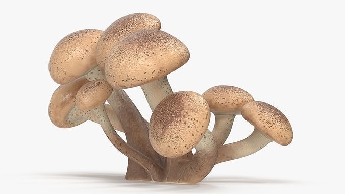 Honey Agaric