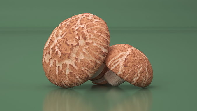 Shiitake 3D model 4