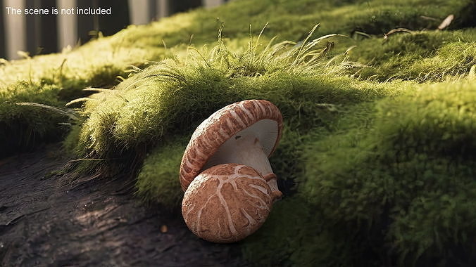 Shiitake 3D model 2